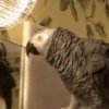 einstein sings  who let the dogs out